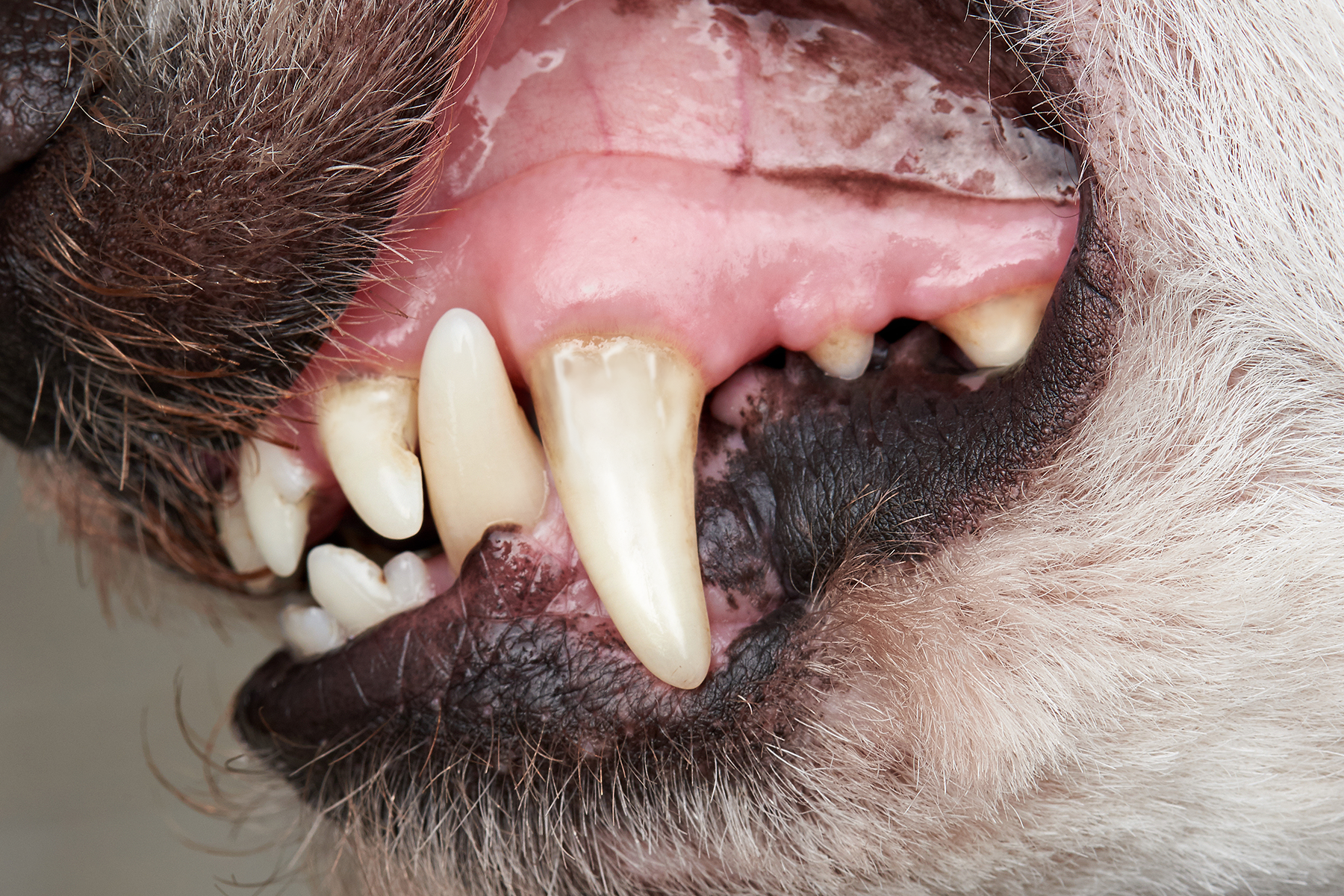 PetSmile 品牌官網展示的寵物牙齒使用後圖片